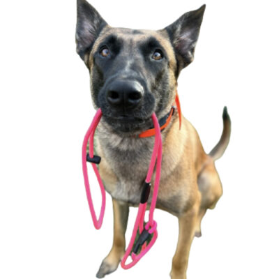 Build Your Own Slip Leash