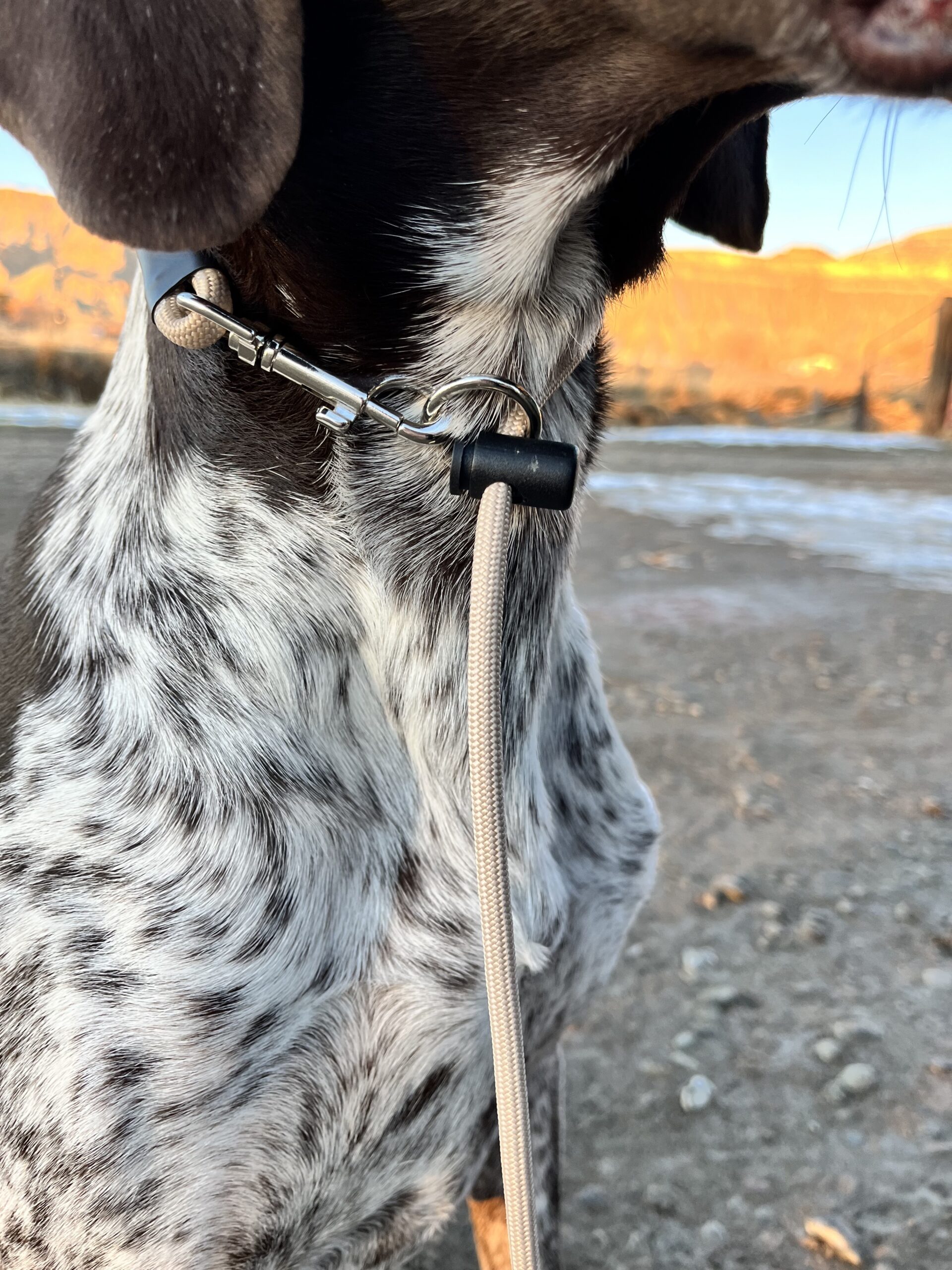 The Actualized Slip Leash 10ft - Image 3