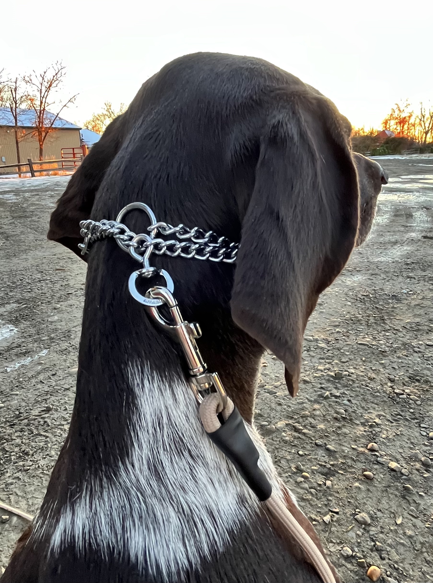 The Actualized Slip Leash 10ft - Image 4