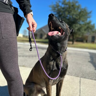 Wild At Heart Combo Leash