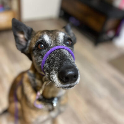 On The Ball K9 Figure 8 Slip Leash