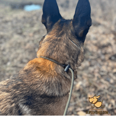 Kirby K9 8ft Hiking Leash