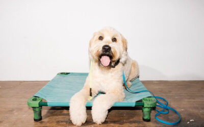What Is A Slip Leash?