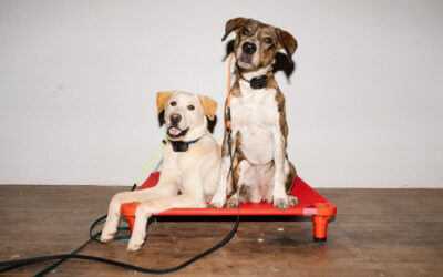 Build Your Own SLip Leash