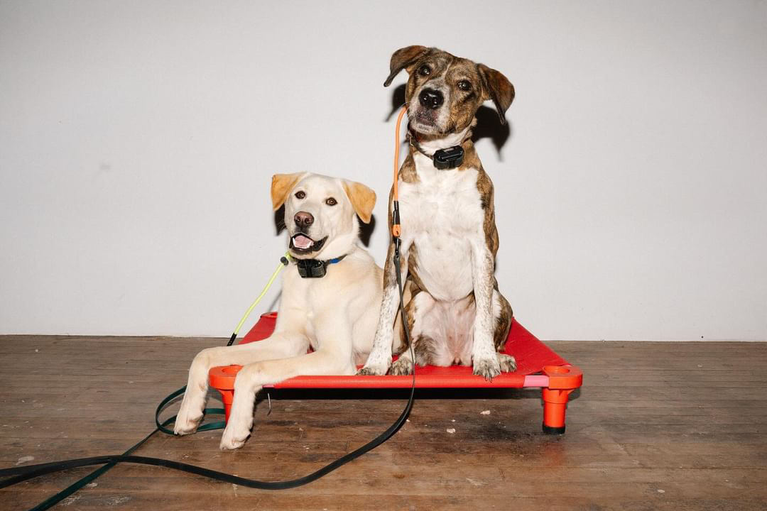 Good Dogz dog photo slip leash tab